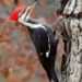 why do woodpeckers drill into wood without getting hurt 82932