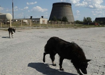 why dogs in chernobyl experience an extremely rapid evolution process 138209