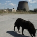 why dogs in chernobyl experience an extremely rapid evolution process 138209