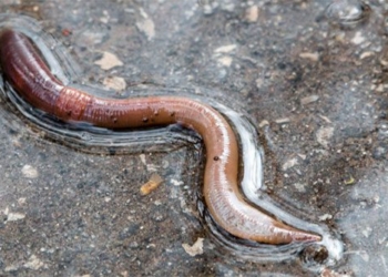 why earthworms appear more when it rains 138347