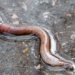 why earthworms appear more when it rains 138347