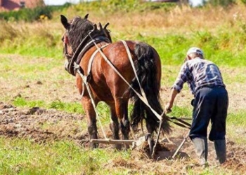 why europe likes rice grown in sand while asia grows rice in waterbuffalo 136801