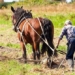 why europe likes rice grown in sand while asia grows rice in waterbuffalo 136801