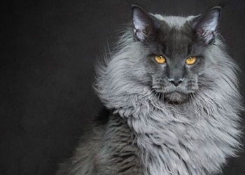 why maine coon cats are very beautiful but have few owners 123496