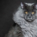 why maine coon cats are very beautiful but have few owners 123496