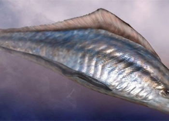 why more than 200 fish were vaccinated at the same time in a 50 million year old rock 137085