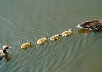 why the duckling often gets scolded by its mother 123081