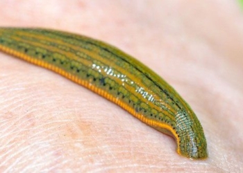why the earthworm can live in the smell for more than a month 138213