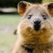 why the happiest animal in the world is at risk of extinction 121478