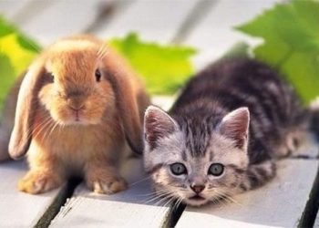 why the vietnamese cat is a cat in china and korea is a rabbit 125126