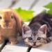 why the vietnamese cat is a cat in china and korea is a rabbit 125126