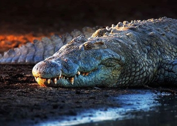 why there are 12 000 nile crocodiles living in a lake in the middle of sa mac 126622