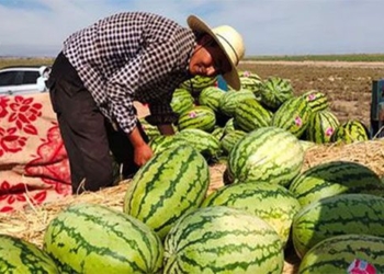 why watermelons grow in the stone are considered as silver but no one dares to expand 124095