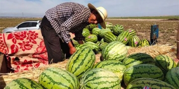 why watermelons grow in the stone are considered as silver but no one dares to expand 124095