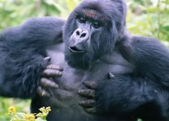 why we should never turn our back on a gorilla