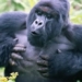 why we should never turn our back on a gorilla