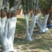 why we should paint white on the trees 123006