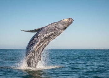 why whales with lung structures cannot swallow humans 114269