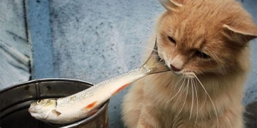 why when eating fish animals are not afraid of being boned 130707