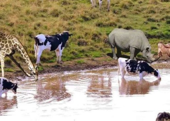 why wild animals drink water in ponds but dont hug 100615