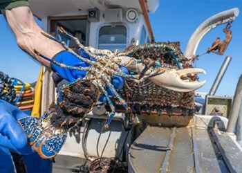 why you should release tiger shrimps as soon as you catch them