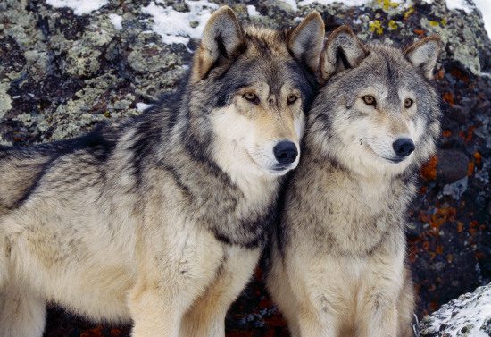 Dogs and wolves share a very similar gene pool