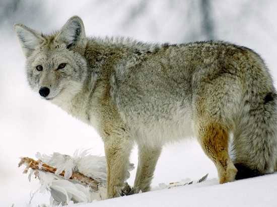 Purebred wolves seem to be quite rare today