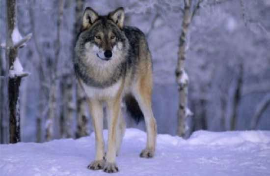 In reality, wolves in America are quite gentle and less likely to attack humans compared to other regions