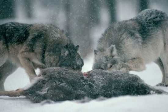 Wolves can eat anything to survive, even long-dead animals.