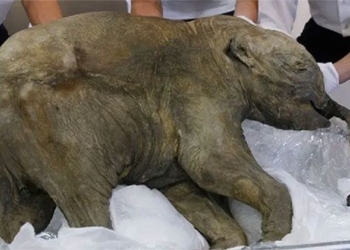 woolly mammoth 42000 years old appears before the public 27426