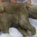 woolly mammoth 42000 years old appears before the public 27426