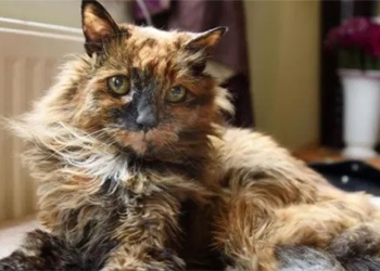 worlds oldest cat dies at age 33 136758