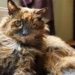 worlds oldest cat dies at age 33 136758