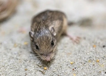 worlds oldest mouse discovered 125726