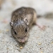 worlds oldest mouse discovered 125726