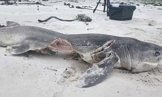 The carcass of a shark with its liver extracted washed up on the beach.