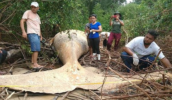 The whale is estimated to be about one year old.