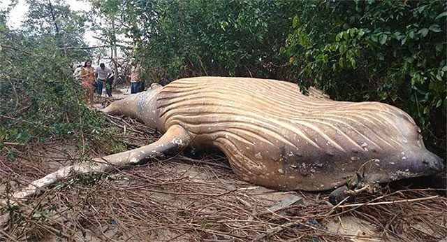 The whale carcass found in the Brazilian rainforest.