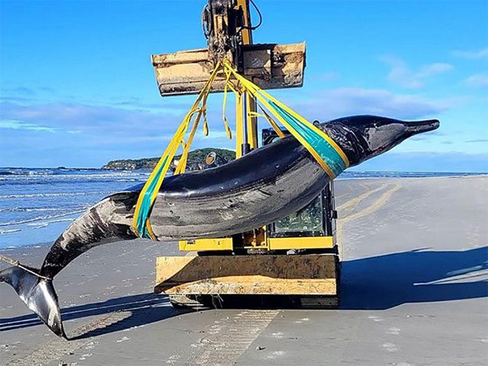 The rarest whale in the world has washed up on a beach in New Zealand.