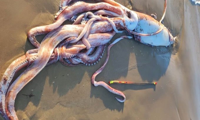 Intact giant squid washed ashore