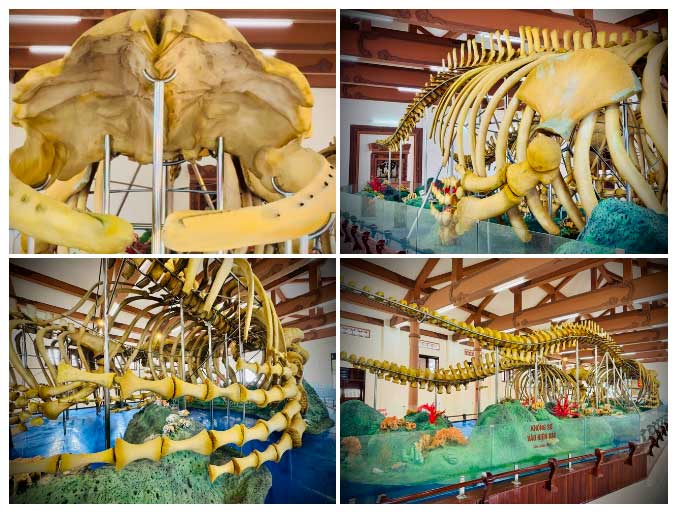 The two restored whale skeletons with enormous vertebrae.