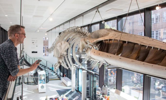 The fin whale skeleton hanging from the museum's ceiling.