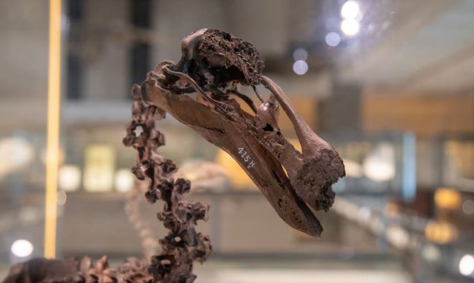 The museum houses one of the most complete dodo bird skeletons in the world.