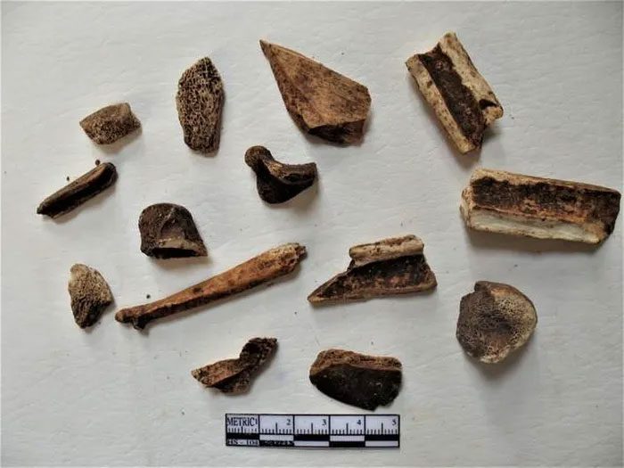 Animal bones and food remains in Kẹm Liềm Cave.