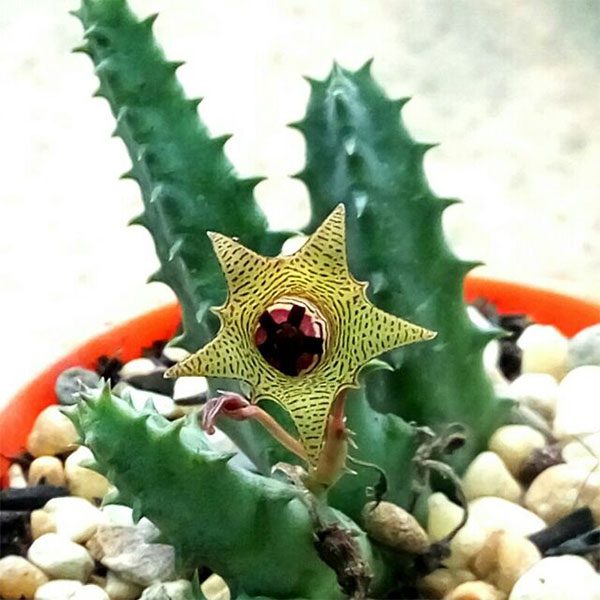 Starfish Cactus