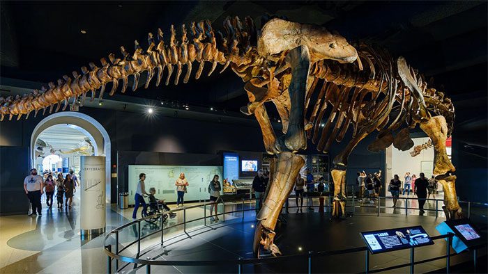 The gigantic skeleton of a theropod (titanosaurus)