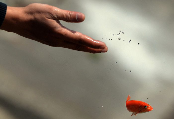 Releasing carp during the Kitchen Gods' Tet celebration is a beautiful cultural tradition of the Vietnamese.