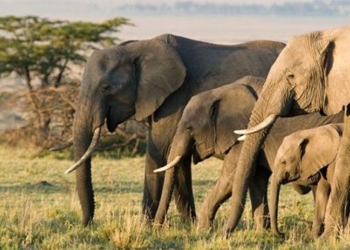 zimbabwe sap giet 200 elephants to solve overpopulation 136738