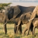 zimbabwe sap giet 200 elephants to solve overpopulation 136738