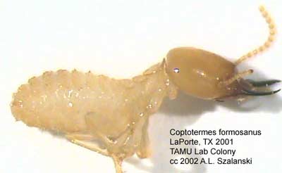 Formosan Subterranean Termite - Coptotermes formosanus